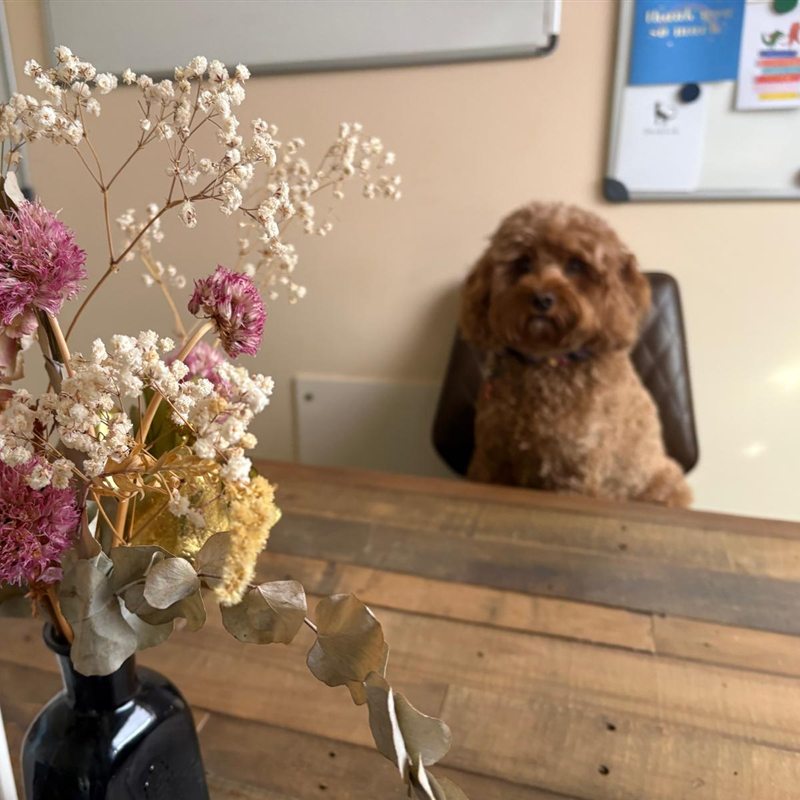 Coco, Debbie's dog, at the tutoring desk - Saffron Primary Tutoring Coco, Debbie's dog, sitting at the tutoring desk at Saffron Primary Tutoring in Saffron Walden